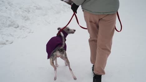 whippet in purple coat stands on hind legs leaning against person in green jacket and beige pants while walking together through snowy winter park, creating heartwarming scene of loyalty and affection
