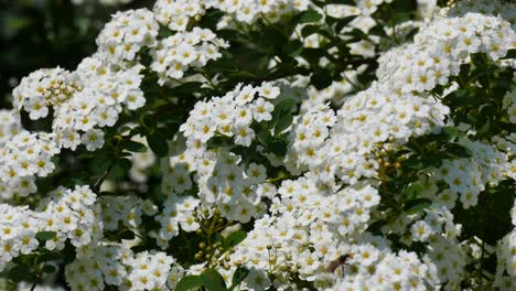 blooming white shrubs