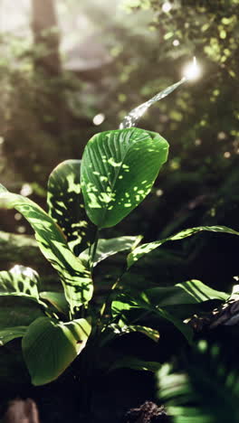 sunlight filtering through leaves in a lush forest