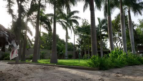 Jardín-Verde-Con-Palmeras-Tropicales-En-Mirpur-Khas,-Sindh