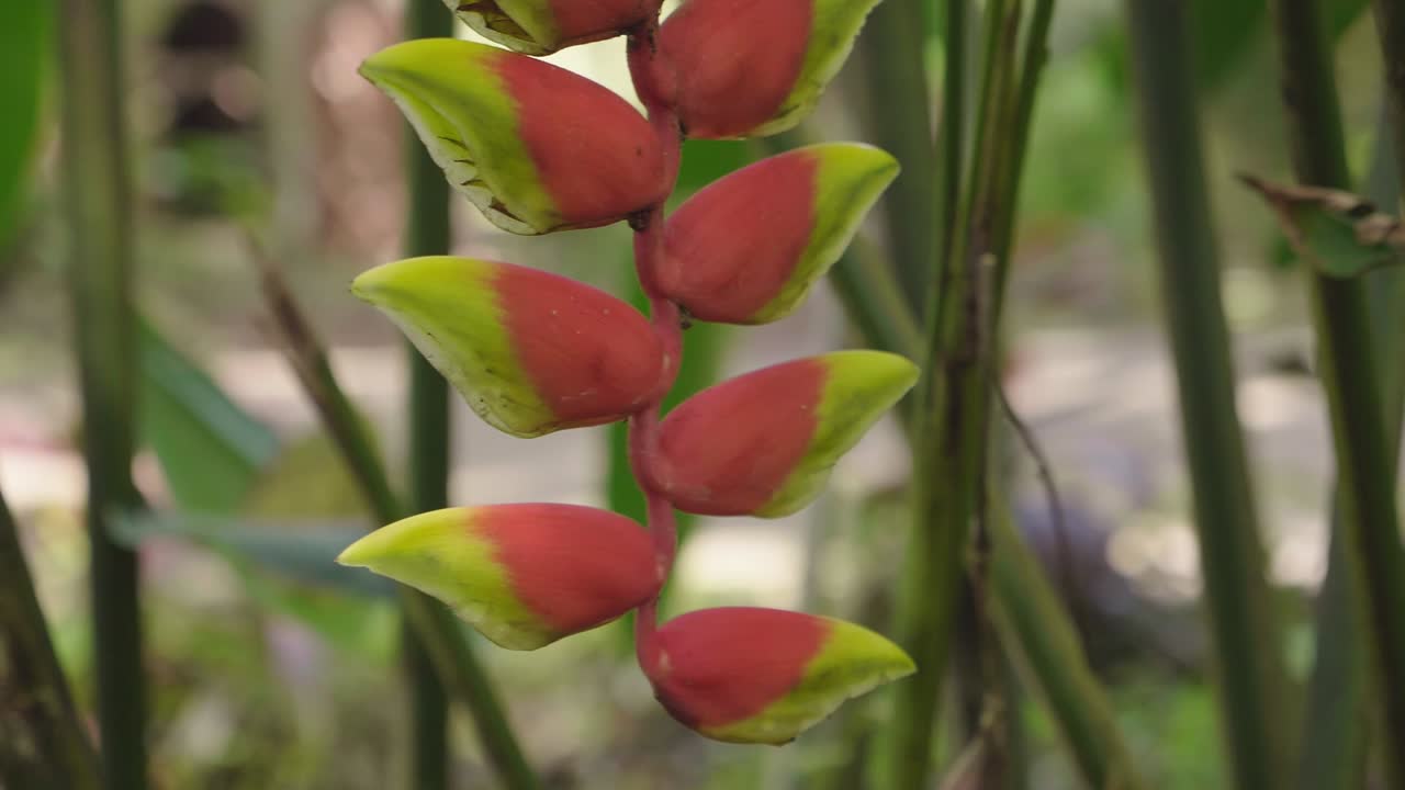 Heliconia Flower In Forest, Slow Motion