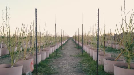 plants grown in pots in batches for harvest in an agricultural field