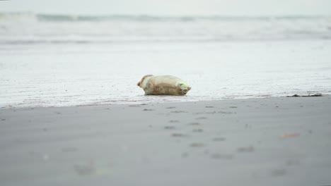 panting baby harbor seal lying on side on beach, watching sea waves