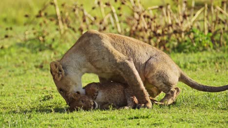 playful young lion cubs play, excited energy of cute african wildlife in maasai mara national reserve, kenya, africa safari animals in masai mara north conservancy