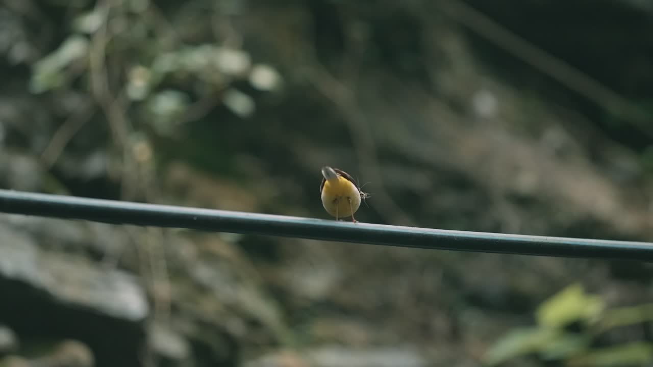 작은 노란 새가 와이어에 앉아 있다
