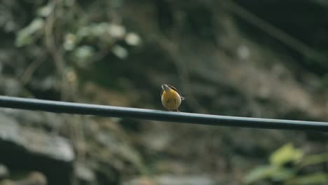 pequeño pájaro amarillo posado en un alambre