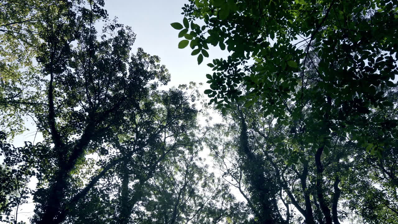 카메라는 화창한 날 어두운 숲을 통해 천천히 이동하여 햇빛이 부분적으로 나무 꼭대기를 비추도록 합니다.