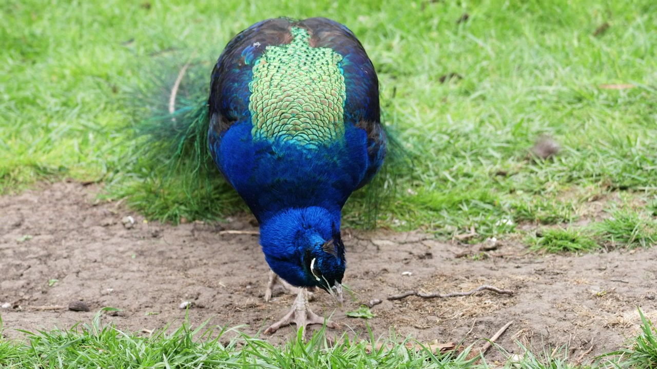 Lindo pavão parado, exibindo seu pescoço azul vívido e texturas detalhadas das penas