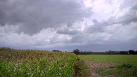 Campo-De-Maíz-Con-Nubes-Oscuras-Plataforma-Rodante-Cinematográfica-A-La-Izquierda-Durante-El-Verano