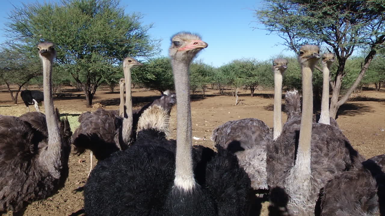 Group Of Emus Standing Around In Desert Landscape With Trees