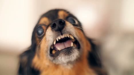 very angry chihuahua dog barking and showing teeth at the camera