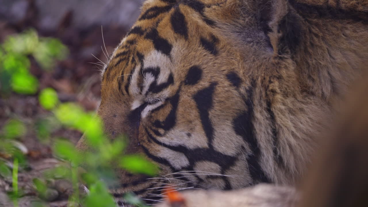 Close-up of a tiger's face in the wild