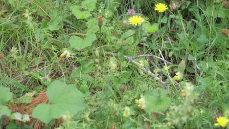 Eine-Biene-Auf-Den-Bunten-Blumen-Und-Dem-Grünen-Gras