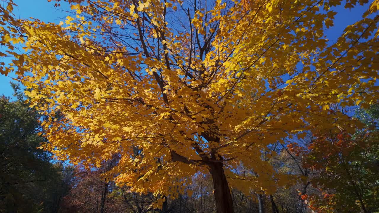 Vibrant Yellow Maple Trees At Mount Royal Park In Montreal, Canada. Low Angle Shot