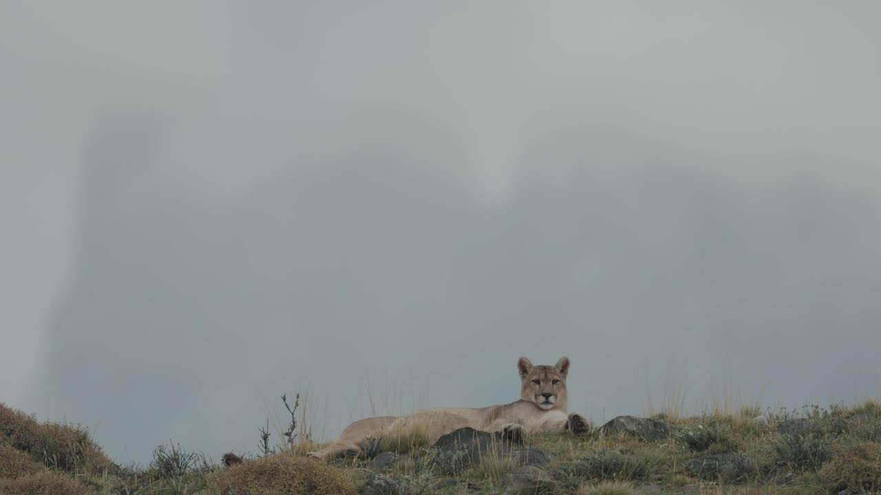 Puma echado con montañas al fondo