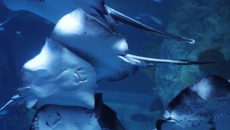 rayas en un acuario