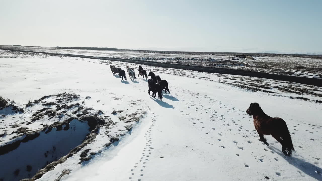 Cavalos selvagens correndo de forma divertida no frio da Islândia.