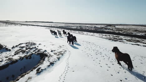 Caballos-Salvajes-Corriendo-De-Forma-Divertida-En-El-Frío-De-Islandia