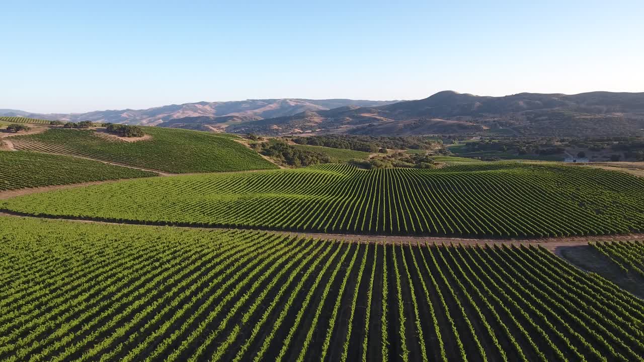 Bellissima veduta aerea di vigneti collinari nella regione viticola dell'appellazione Santa Rita della California 17