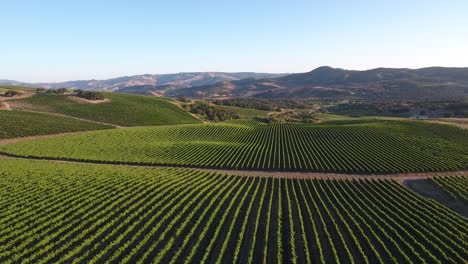 beautiful aerial of hilly vineyards in the grape growing region of californias santa rita appellation 17