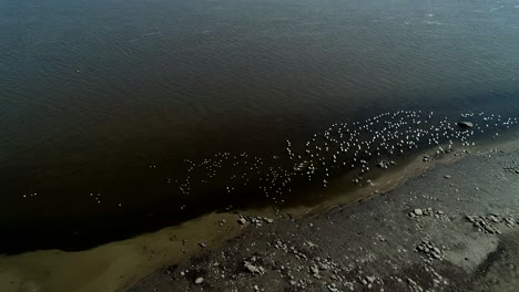 Un-Grupo-De-Gansos-De-Nieve-Canadienses-Aterrizan-En-El-Río-San-Lorenzo-En-Canadá