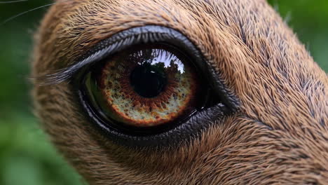 close up of a deer's eye