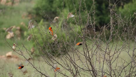 bandada de pájaros obispo rojo y quelea de pico rojo aterrizan juntos en ramas desnudas