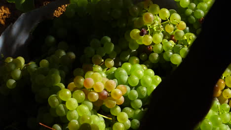 picking grapes on wine farm