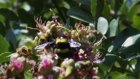 A-Carpenter-bee-hovers-over-opening-blossoms-in-a-tree,-close-up-and-slow-motion