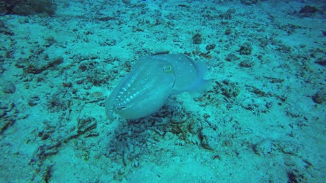 Faszinierende-Tintenfische,-Die-über-Dem-Sandigen-Meeresboden-Schwimmen-Und-Dabei-Ihre-Farben-Blinken-Lassen