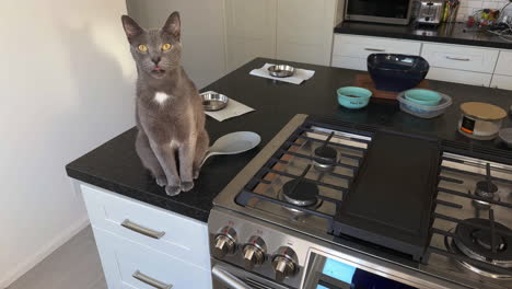 gray cat on a countertop