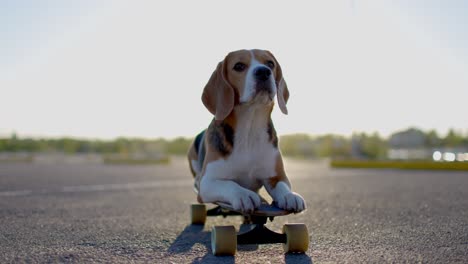 beagle dog poses on a skateboard in the parking. portrait video. slow motion