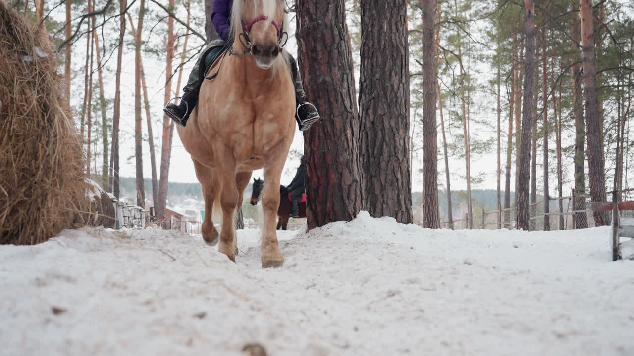 눈 덮인 말의 평온함, 겨울 발자국과 평화로운 말, 녹아내리는 눈 패턴 속에서 쉬고 있는 차분한 말, 주변에 녹아내리는 발자국이 있는 말이 조용한 눈 덮인 방목장에서 쉬고 있는 모습