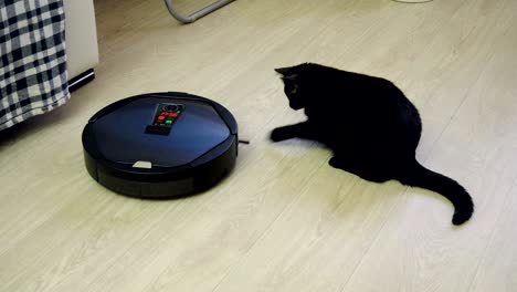 black cat playing with robotic vacuum cleaner which is cleaning floor. 4k