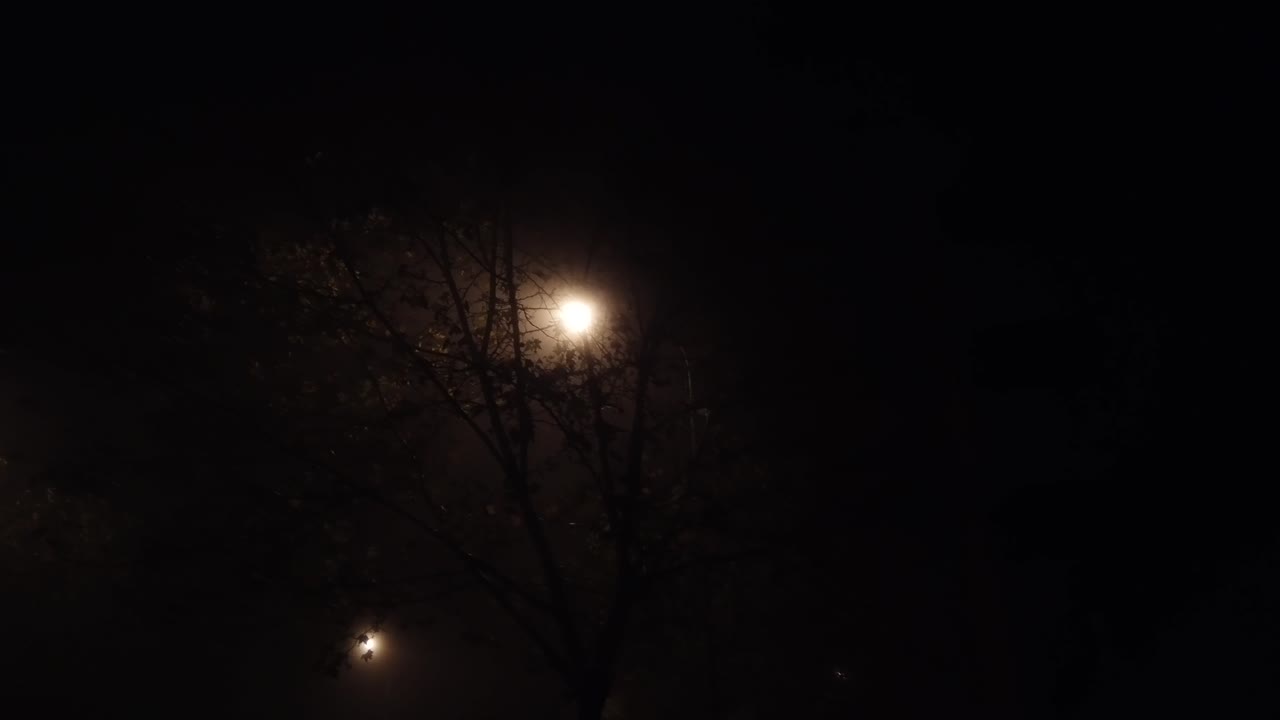 A night shot of some lampposts and trees in the fog