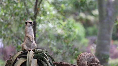 meerkats standing alert on a wooden structure