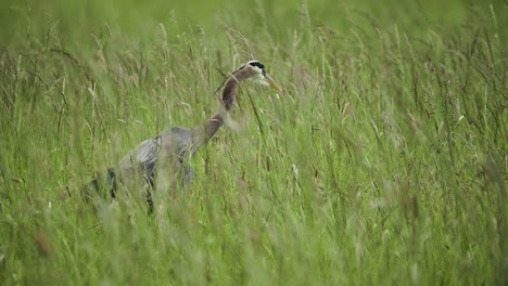 beautiful blue heron bird in tall vibrant green grass looking for food to eat slow motion