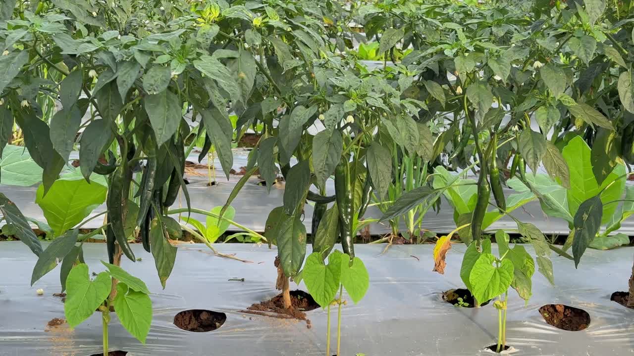 Green hot chili peppers. chili plants in the plantation.