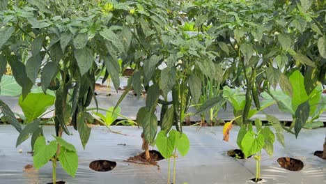 green hot chili peppers. chili plants in the plantation.