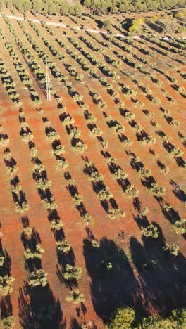 una vista aérea de un olivo en granada, españa