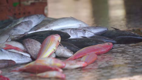 fish lays on wet market floor