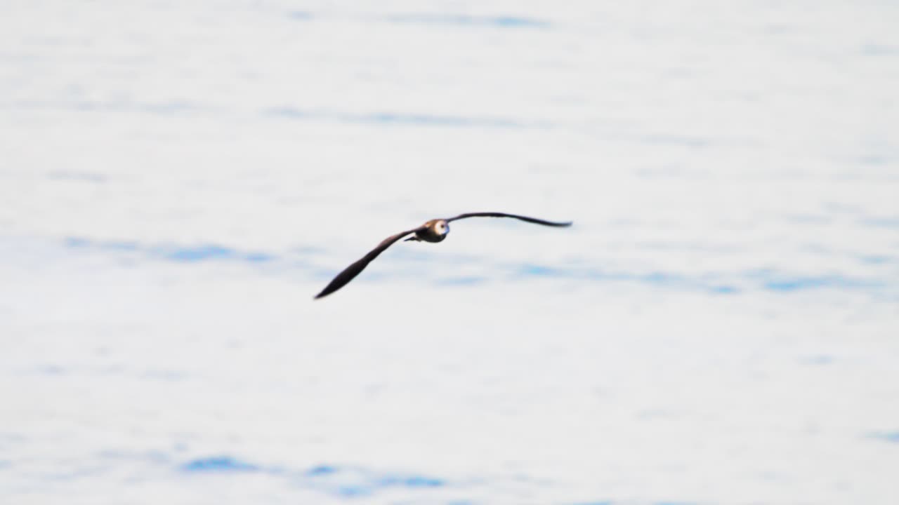 A bird flying gracefully across the sky, gliding over calm waters