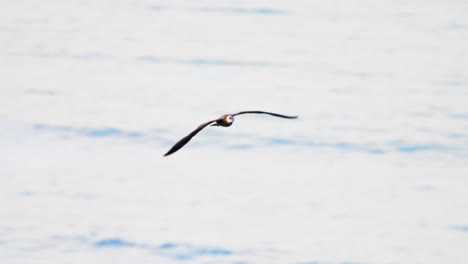 a bird flying gracefully across the sky, gliding over calm waters
