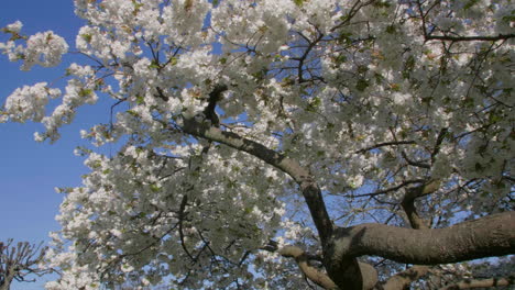 Cherry blossoms in full bloom against a clear blue spring sky