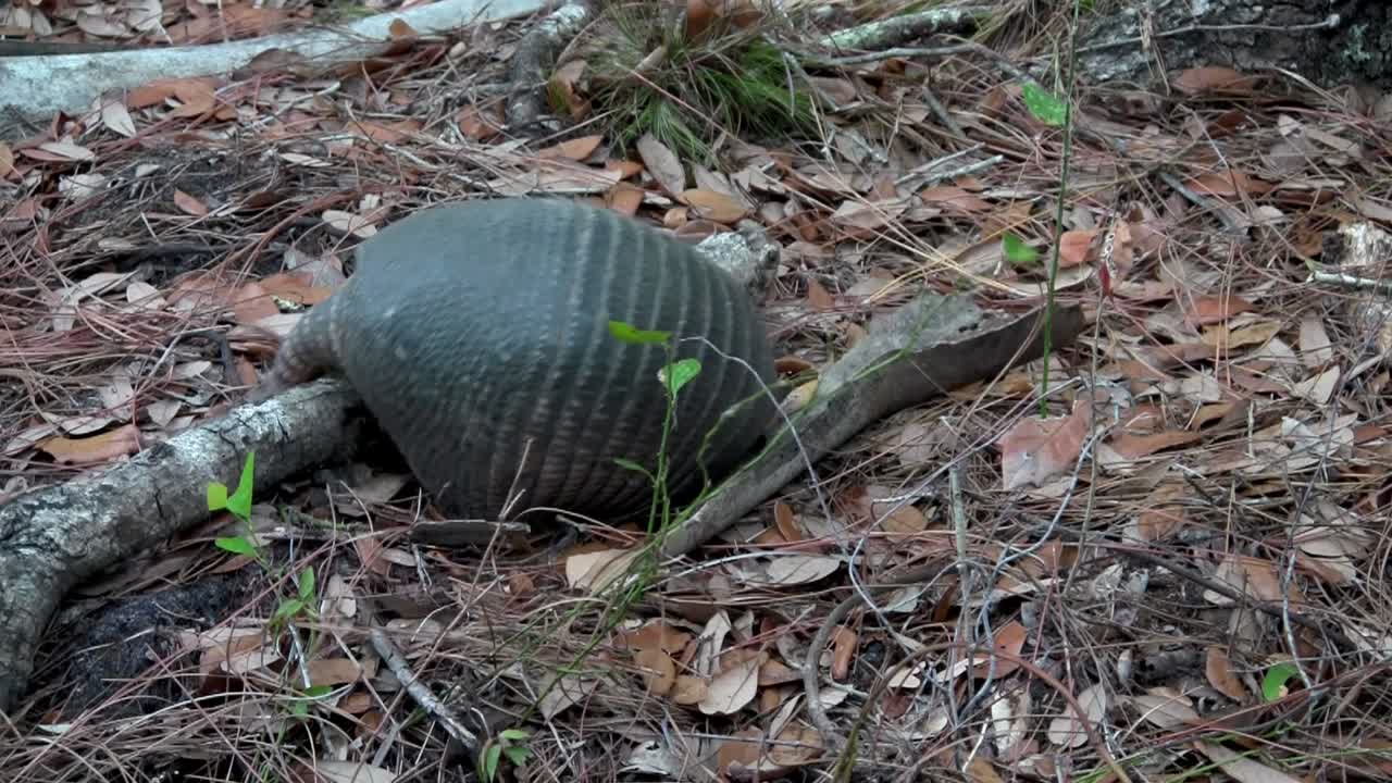 un armadillo cavando y forrajeando