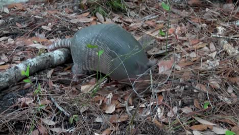 un armadillo cavando y forrajeando