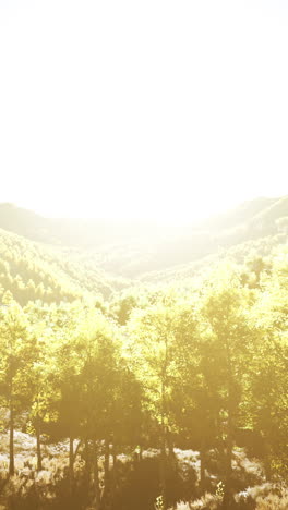 golden hour in the mountain forest