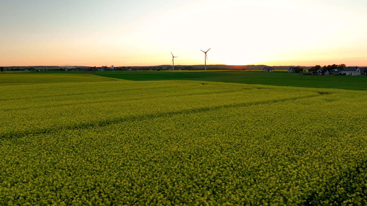 봄에 해가 지는 동안 꽃이 피는 씨