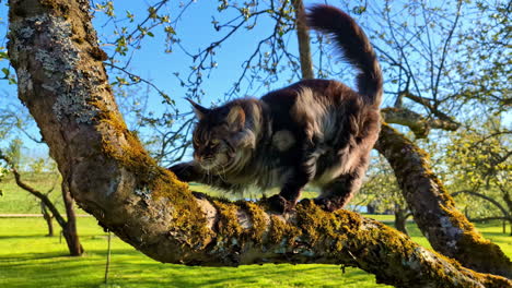 Maine-Coon-Katze-Auf-Ast-Mit-Moos-Im-Park-An-Einem-Windigen-Tag