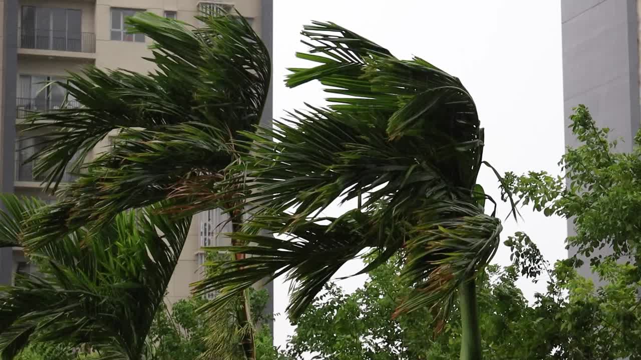 Palm Trees during Heavy Rain (Slowed)